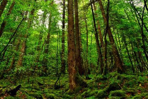 世界马拉松赛事志愿者激励兑现与荣誉名单第二批公布，马拉松志愿者协会
